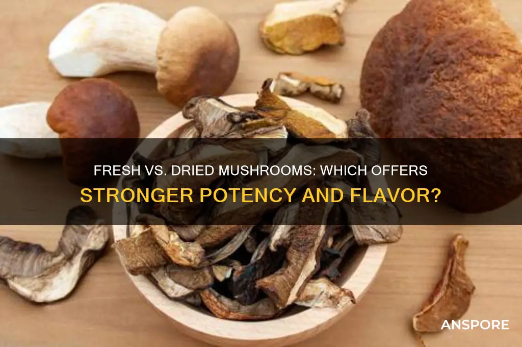 is a mushroom more potent freshly picked or dried
