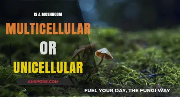 Mushrooms: Unveiling Their Multicellular Nature and Intricate Structure