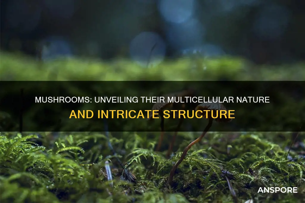 is a mushroom multicellular or unicellular