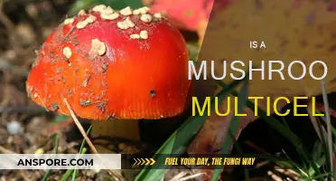 Mushrooms: Multicellular Marvels of the Fungi Kingdom