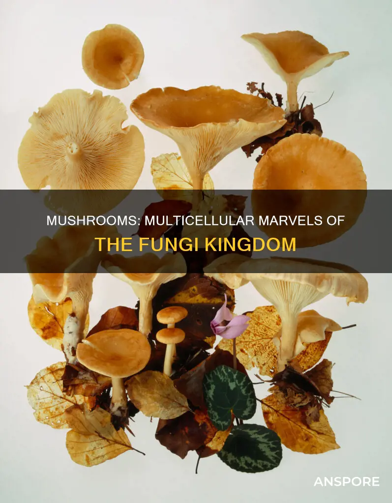 is a mushroom multicellular