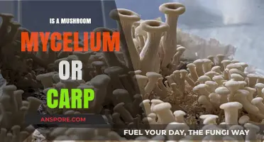 Mushroom Mycelium vs. Carp: Unraveling the Fungal-Fish Confusion