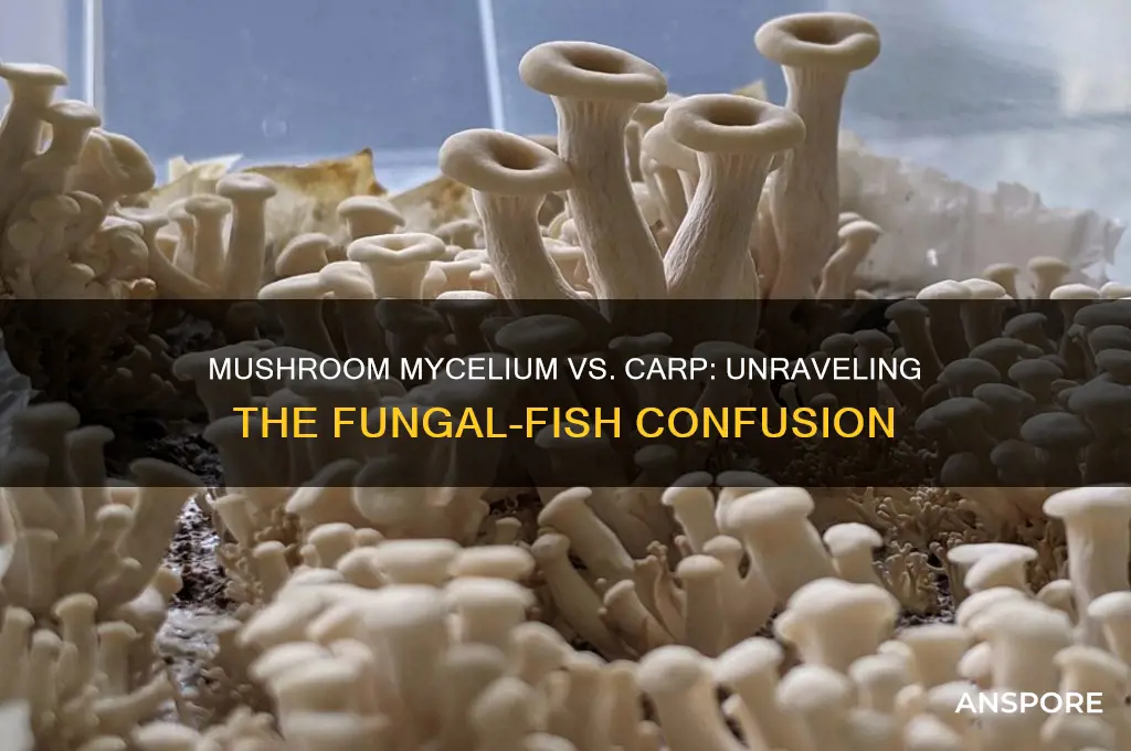 is a mushroom mycelium or carp
