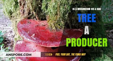 Mushrooms vs. Oak Trees: Which One is a True Producer?