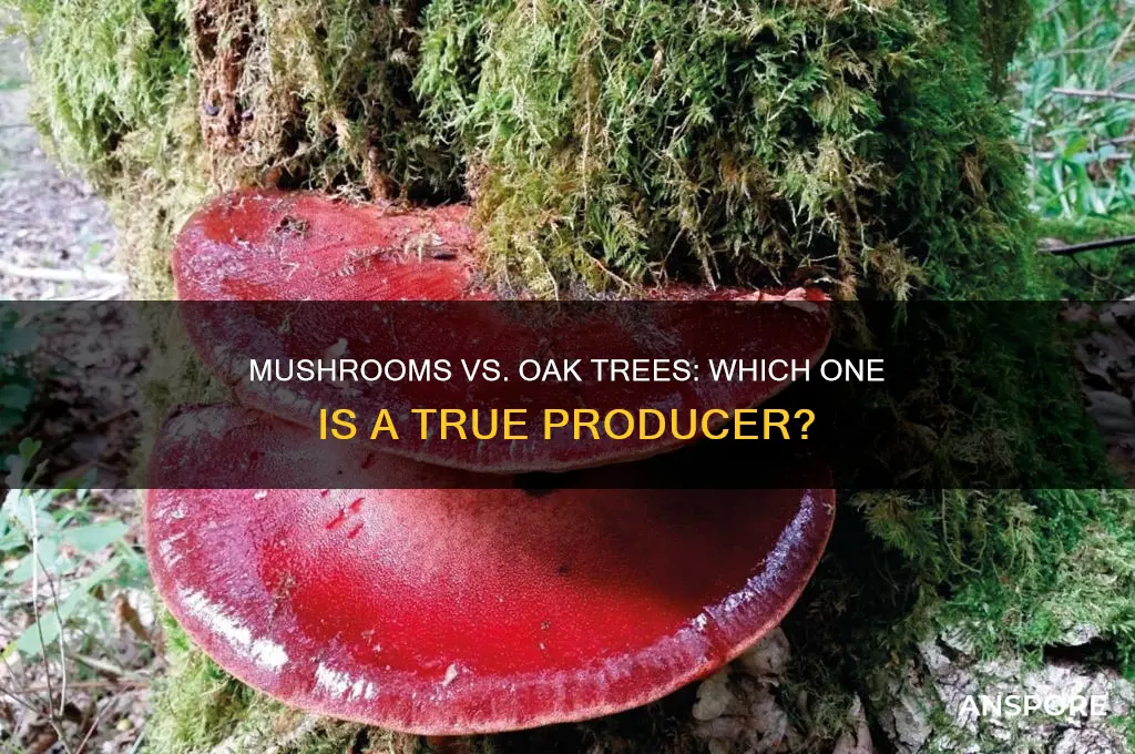 is a mushroom or a oak tree a producer