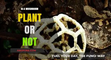 Mushrooms: Are They Plants or Something Else Entirely?