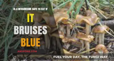 Blue Bruising Mushrooms: Safe to Eat or Toxic Danger?