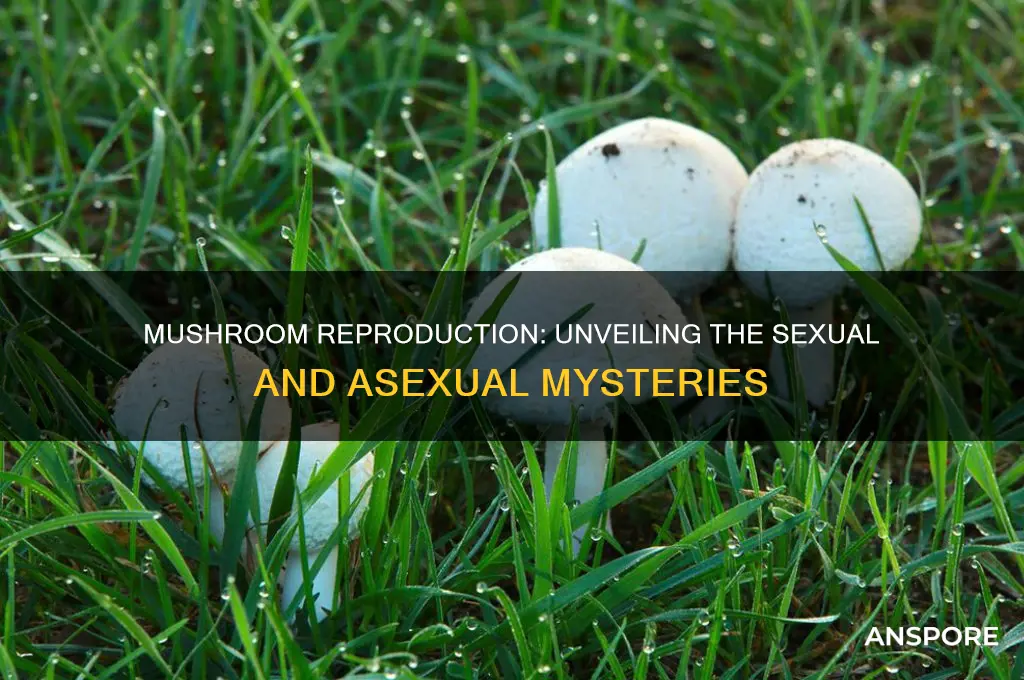 is a mushroom sexual or asexual