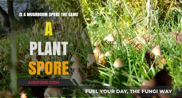 Mushroom vs. Plant Spores: Unraveling the Differences and Similarities