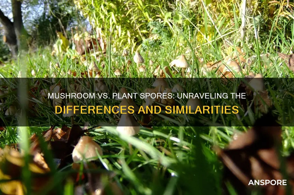 is a mushroom spore the same a plant spore