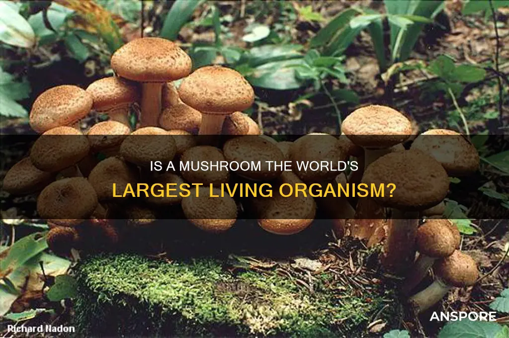 is a mushroom the biggest living thing