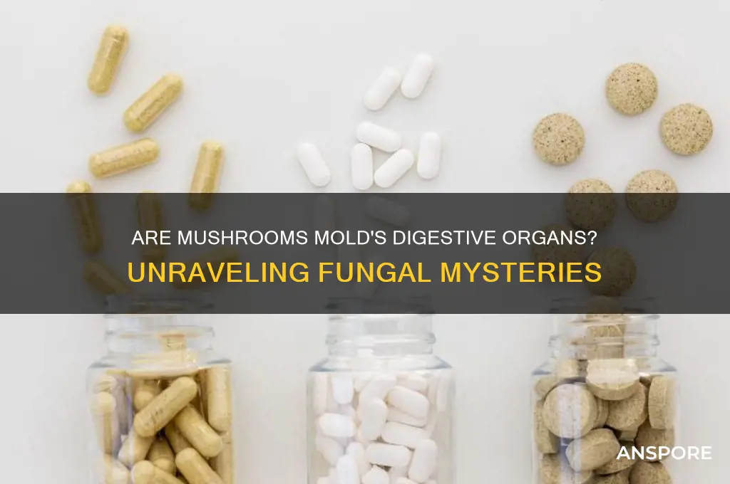 is a mushroom the digestive organ of a mold