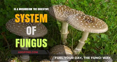 Mushrooms: The Hidden Digestive System of Fungi Explained