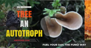Are Mushroom Trees Autotrophs? Unraveling Their Unique Nutritional Secrets