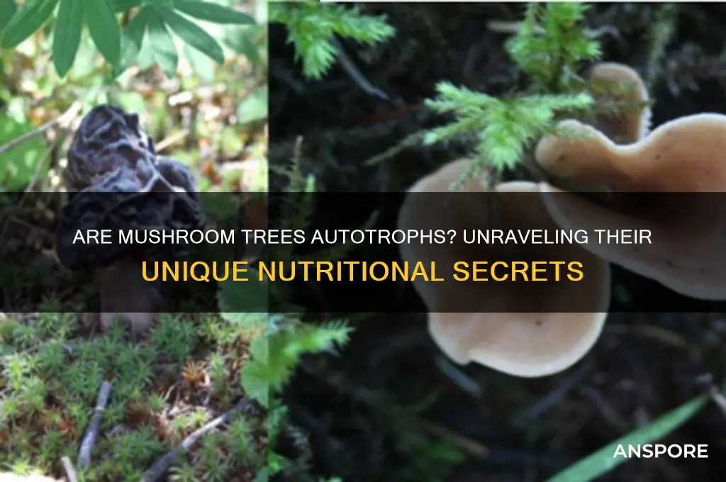 is a mushroom tree an autotroph