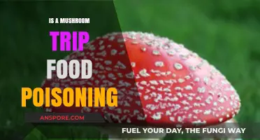 Mushroom Trip or Food Poisoning: Understanding the Risks and Symptoms