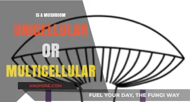 Mushrooms: Unraveling the Unicellular vs. Multicellular Mystery