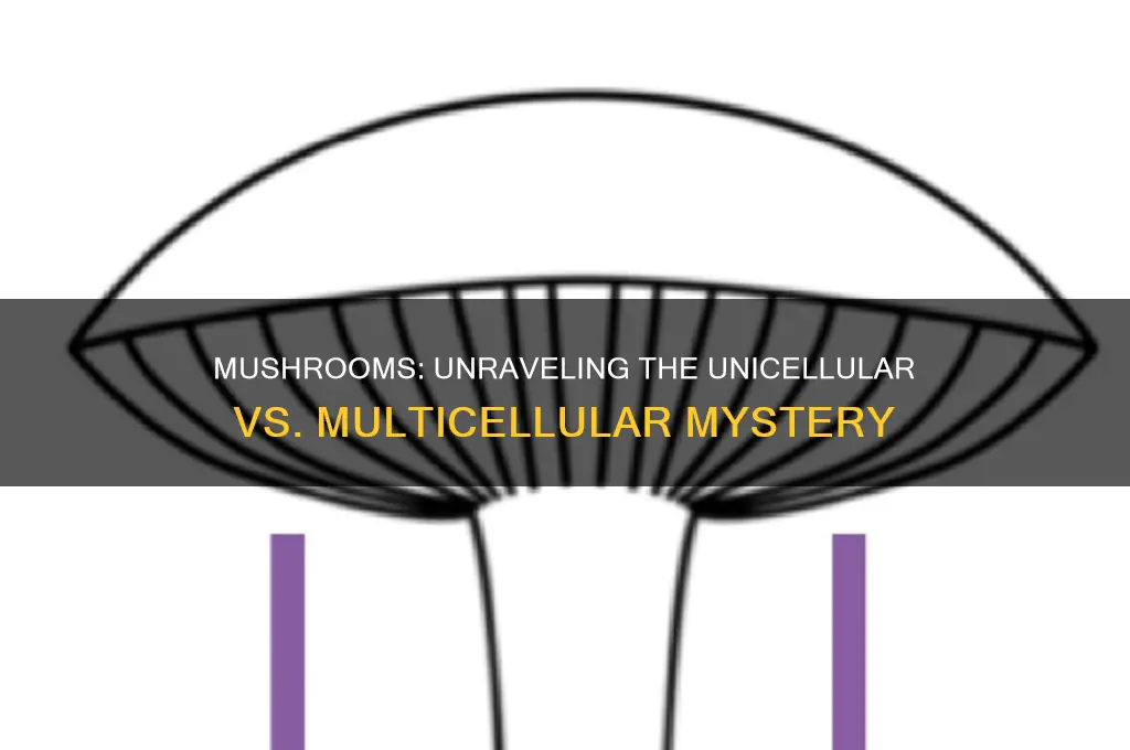 is a mushroom unicellular or multicellular