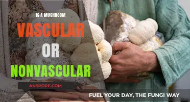 Are Mushrooms Vascular or Nonvascular? Unraveling the Fungal Mystery