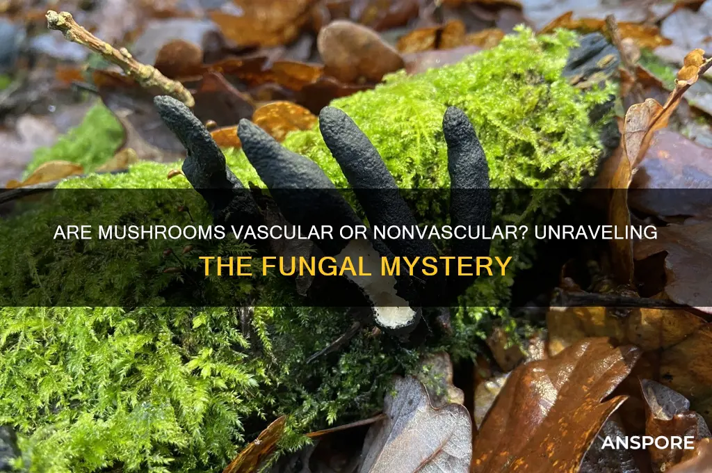 is a mushroom vascular or nonvascular