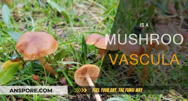 Mushrooms: Do They Have Vascular Systems?