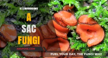 Are Mushrooms Sac Fungi? Unraveling the Fungal Classification Mystery