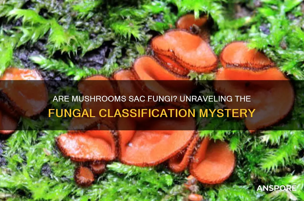 is a mushrooms a sac fungi