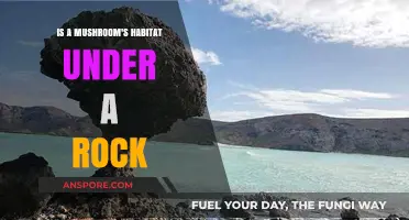 Exploring Mushroom Habitats: Are Rocks Their Preferred Hiding Spot?