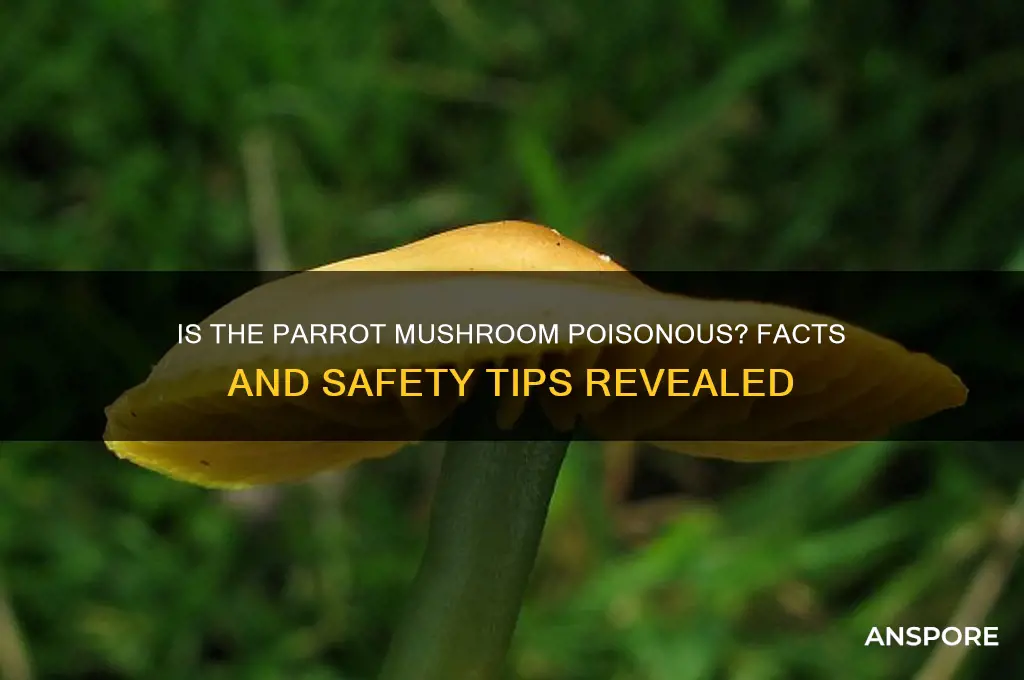 is a parrot mushroom poisonous