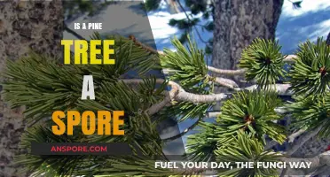 Pine Trees and Spores: Unraveling the Myth of Reproduction