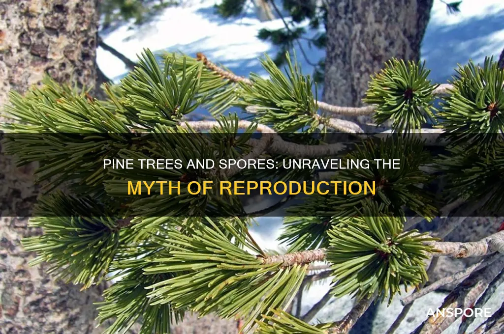 is a pine tree a spore