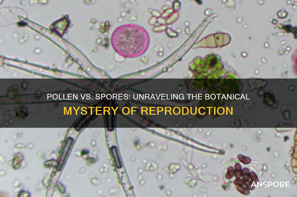 is a pollen grain a spore