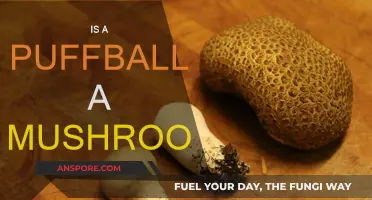 Puffball Mushrooms: What Are They?
