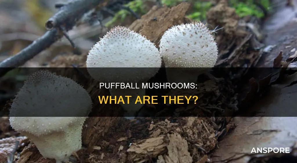 is a puffball a mushroom