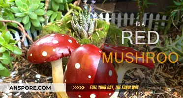 Red Mushroom: What's the Deal?