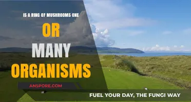 Are Mushroom Rings Single Entities or Colonies of Many Fungi?