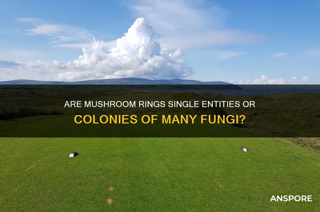 is a ring of mushrooms one or many organisms