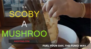 SCOBY: Mushroom or Not?