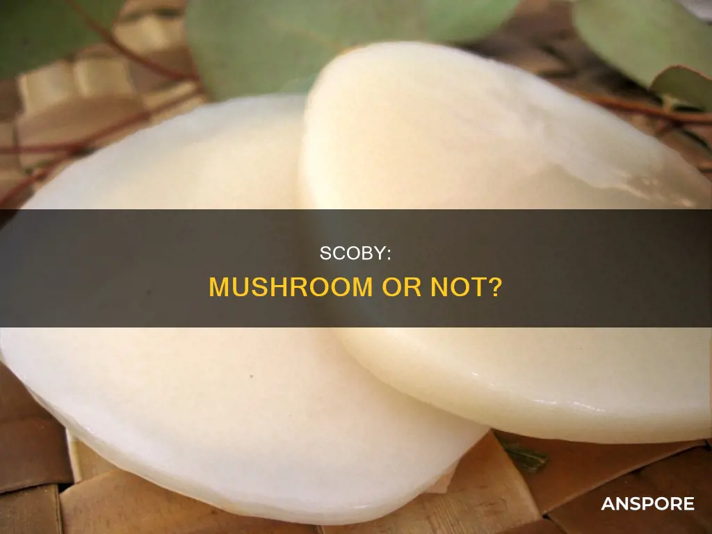 is a scoby a mushroom