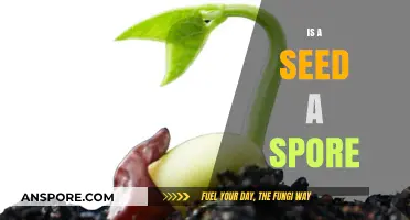 Are Seeds and Spores the Same? Unraveling Plant Reproduction Mysteries