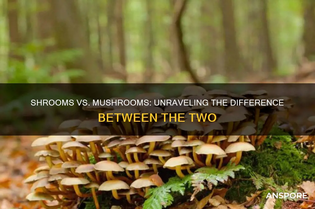 is a shroom and a mushroom the same ting
