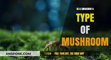 Is a Smacker a Mushroom? Unraveling the Confusion and Facts
