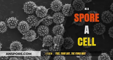 Are Spores Cells? Unraveling the Microscopic Mystery of Life's Resilience
