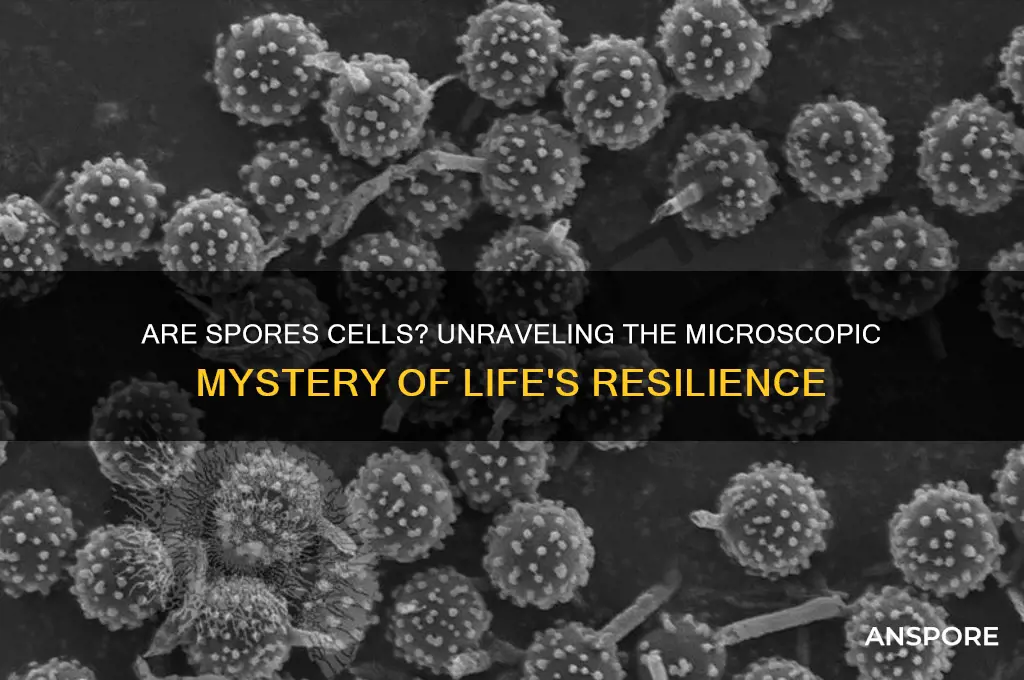 is a spore a cell