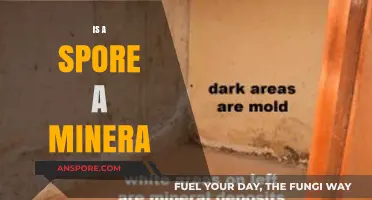 Are Spores Minerals? Unraveling the Biological vs. Geological Debate