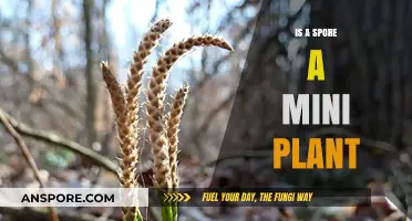 Are Spores Tiny Plants? Unveiling the Microscopic Mystery of Life