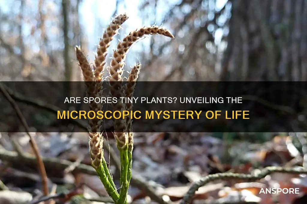 is a spore a mini plant