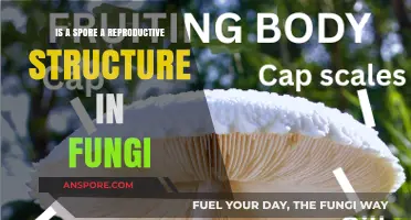 Are Spores Fungi's Key Reproductive Structures? Unveiling the Truth