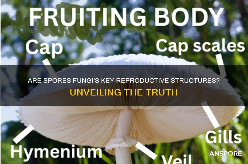 is a spore a reproductive structure in fungi
