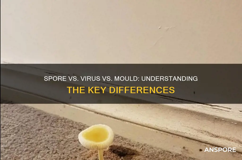 is a spore a virus or a mould